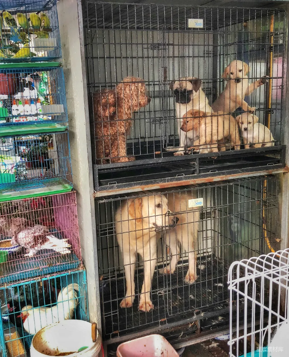 高清摄影 自然 一群狗坐在笼子里。