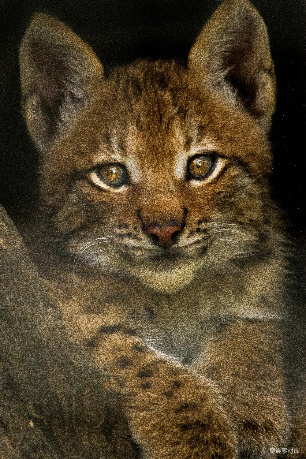 高清摄影  野猫