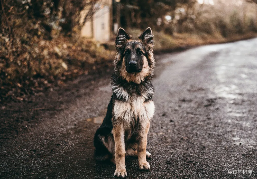高清摄影  德国牧羊犬坐在路旁的灌木丛附近