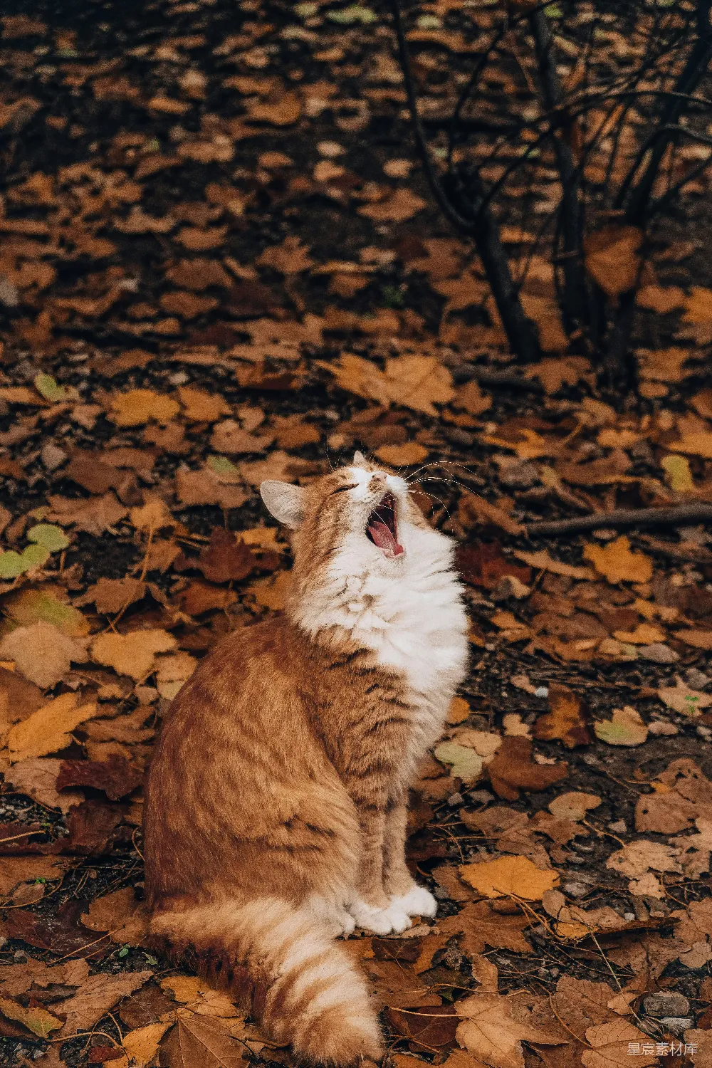 高清摄影  一只橙白相间的猫在树叶中打哈欠。
