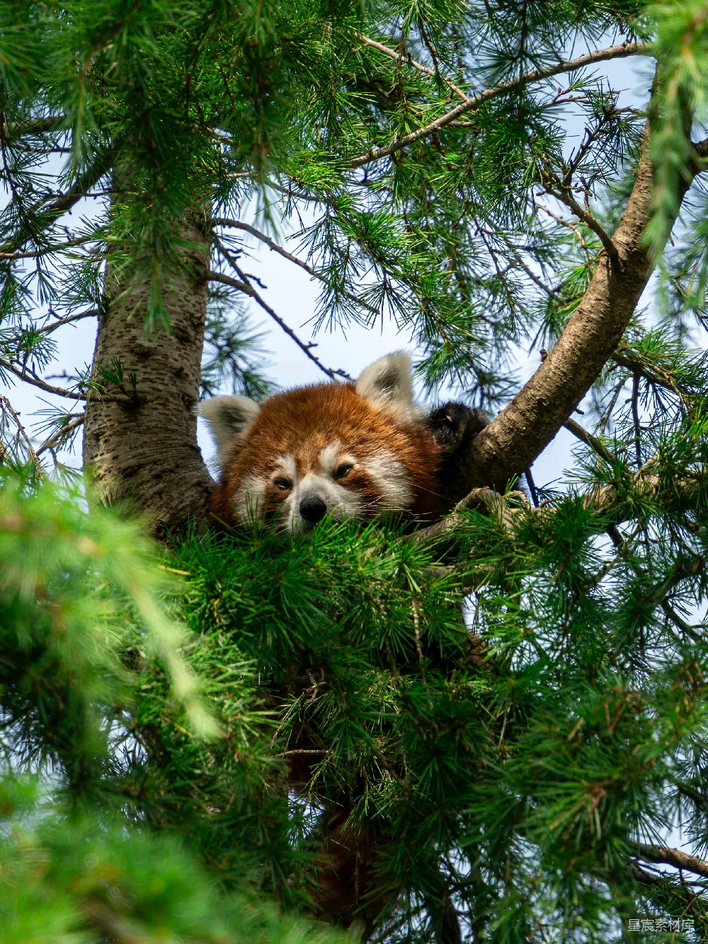 高清摄影 壁纸 自然 旅行 一只红熊猫坐在树上。