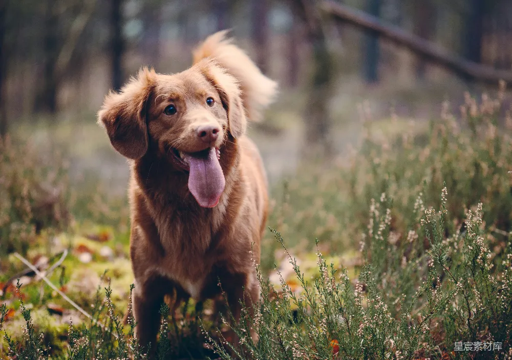 高清摄影  新斯科舍猎鸭犬在白天的草地上吐舌头。