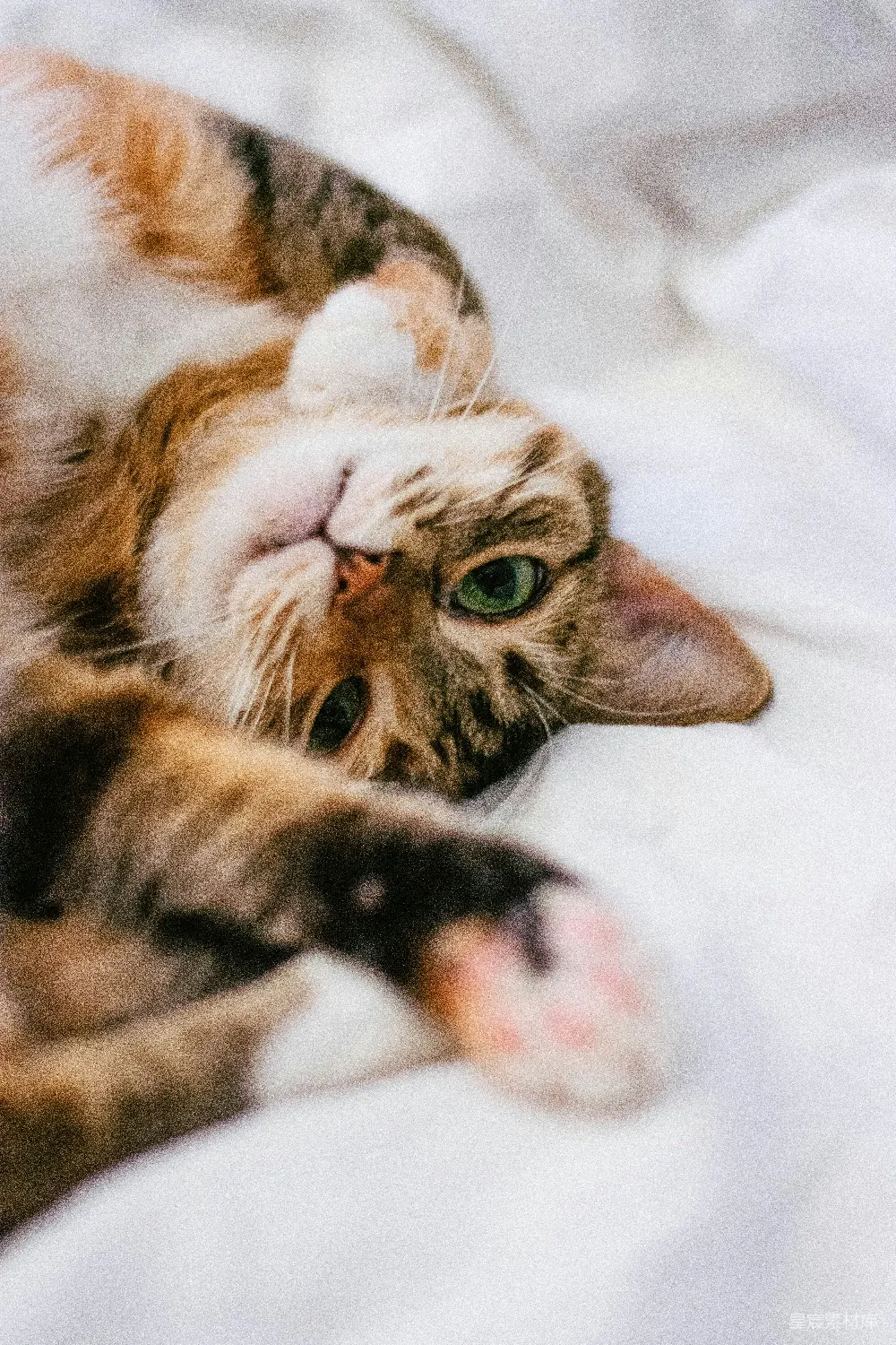 高清摄影  棕色虎斑猫在白色织物上