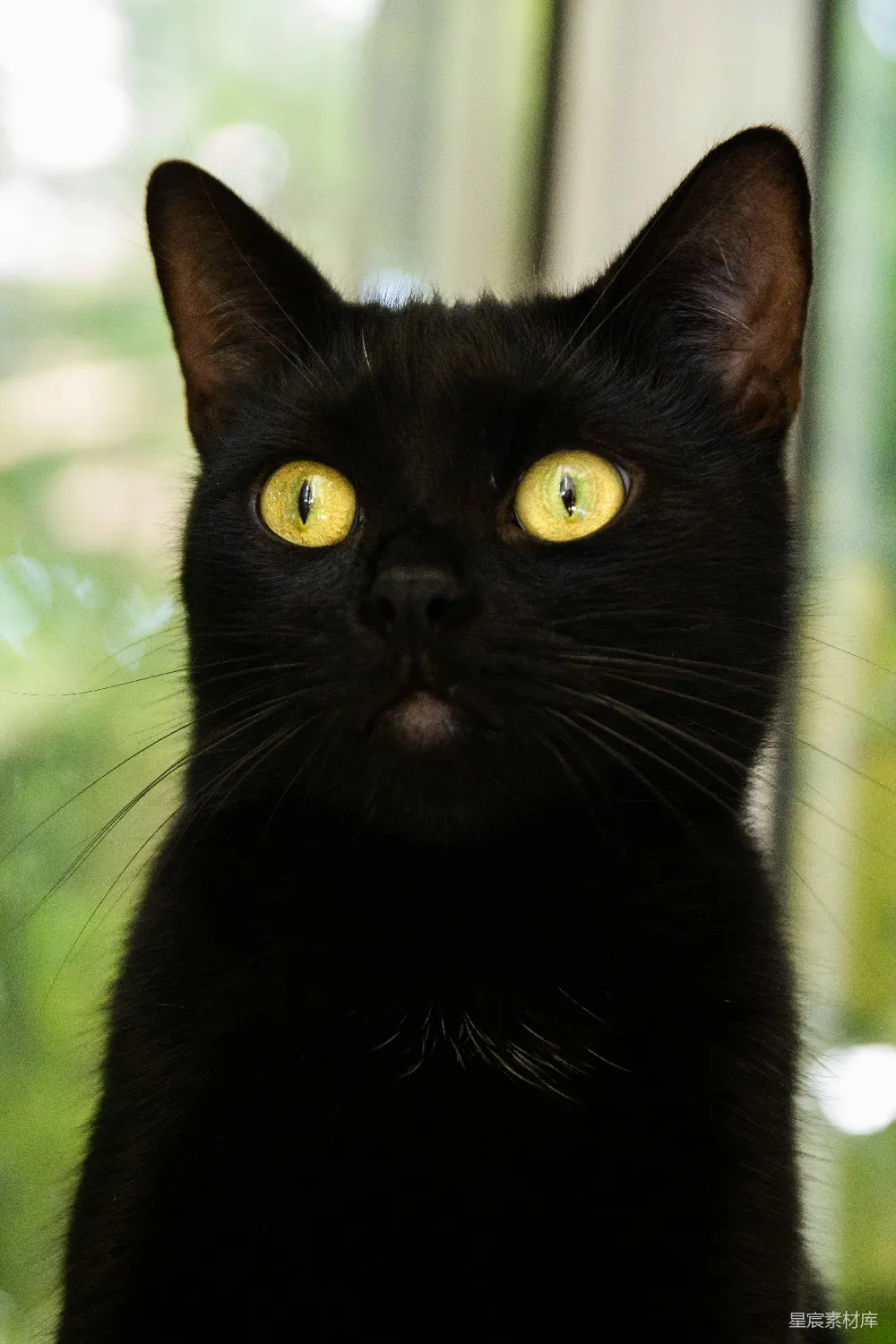 高清摄影  倾斜摄影镜头下的黑猫