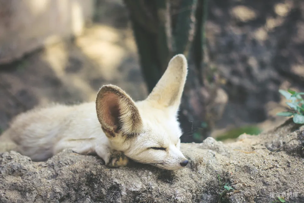 高清摄影  白色和棕色的狐猴猫正躺在地上。