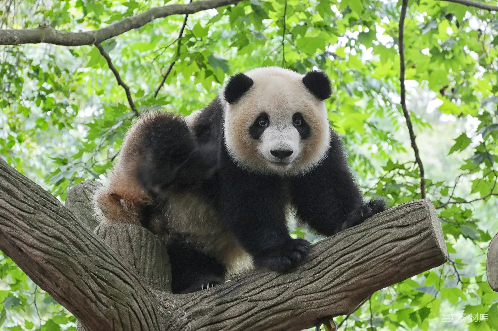 高清摄影  熊猫在树上