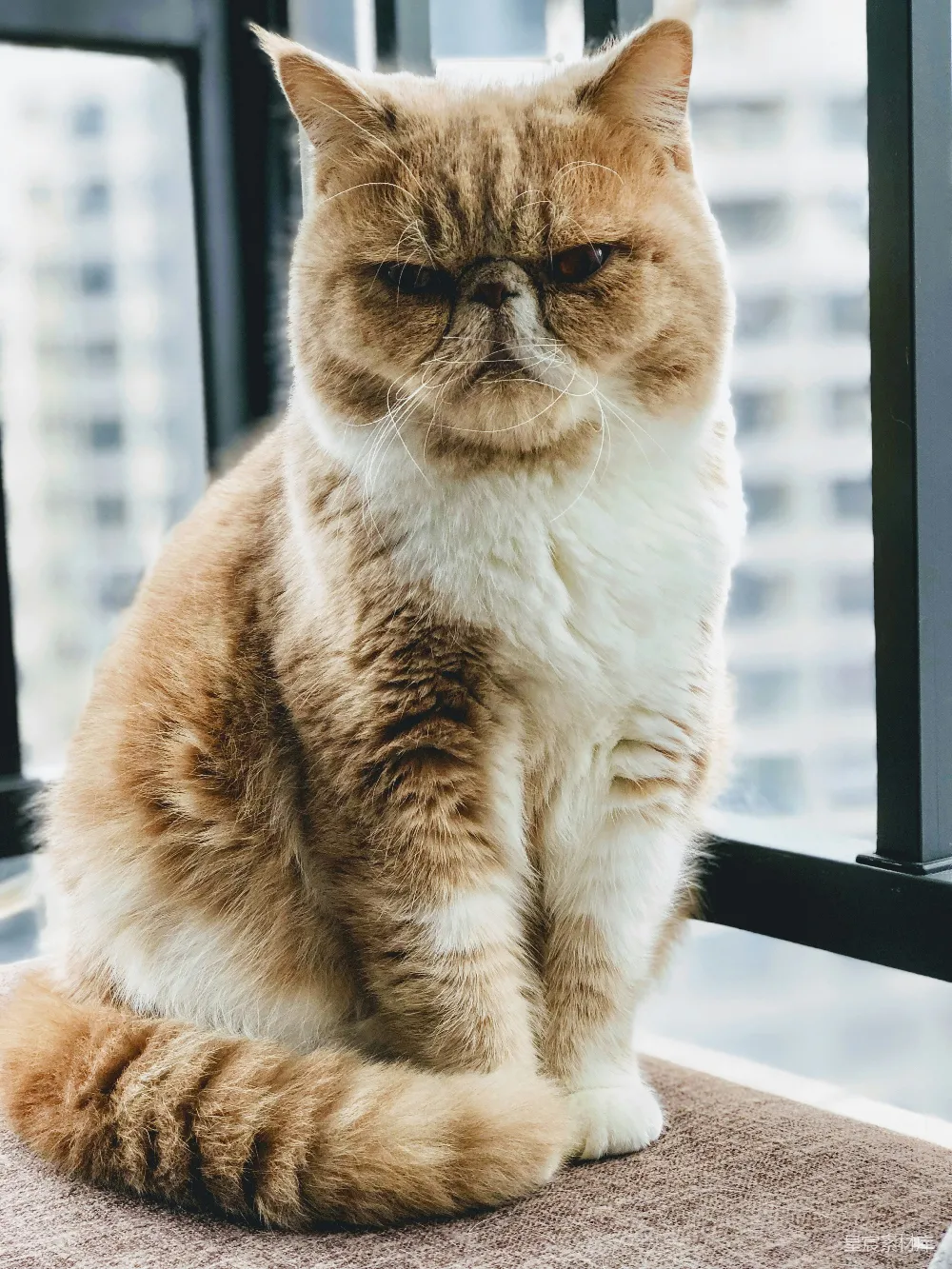 高清摄影  白天，一只棕白相间的猫坐在玻璃窗旁边。