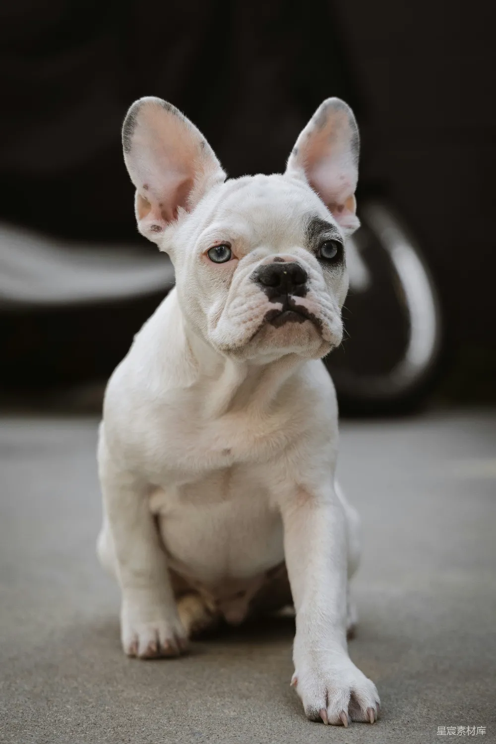高清摄影  白色和棕色的法国斗牛犬幼犬