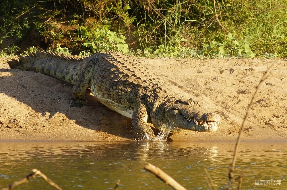 高清摄影 自然 旅行 壁纸 白天水面上的鳄鱼