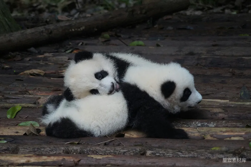 高清摄影  两只黑白相间的熊猫