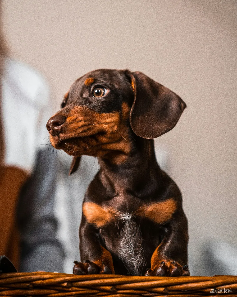 高清摄影  黑色和棕色的腊肠犬幼犬