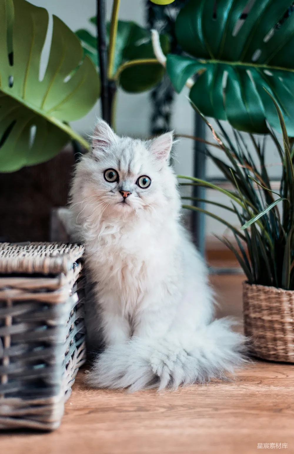 高清摄影  戴着白色毛衣的波斯猫坐在棕色木制表面上
