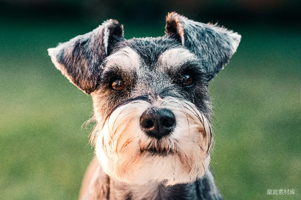 高清摄影  黑白相间的长毛小型犬
