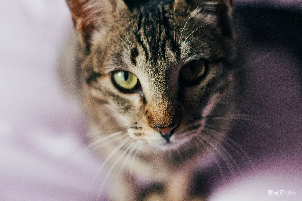 高清摄影  棕色虎斑猫