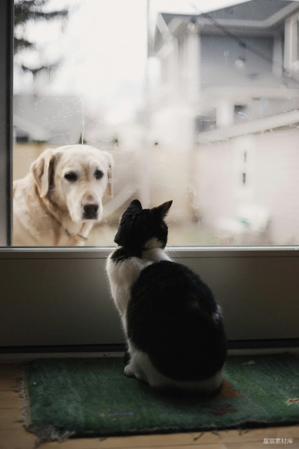 高清摄影  黑白色猫在窗边看着成年黄色拉布拉多猎犬