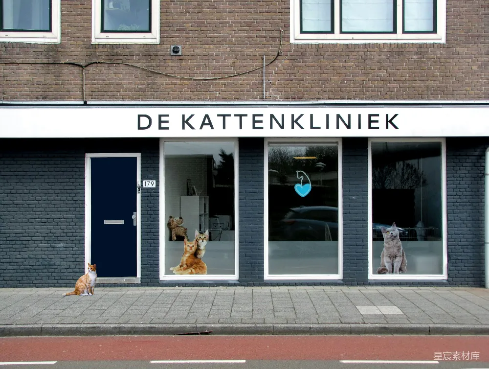 高清摄影  在日间，有一只橙白相间的猫咪在Kattenklniek商店旁边。