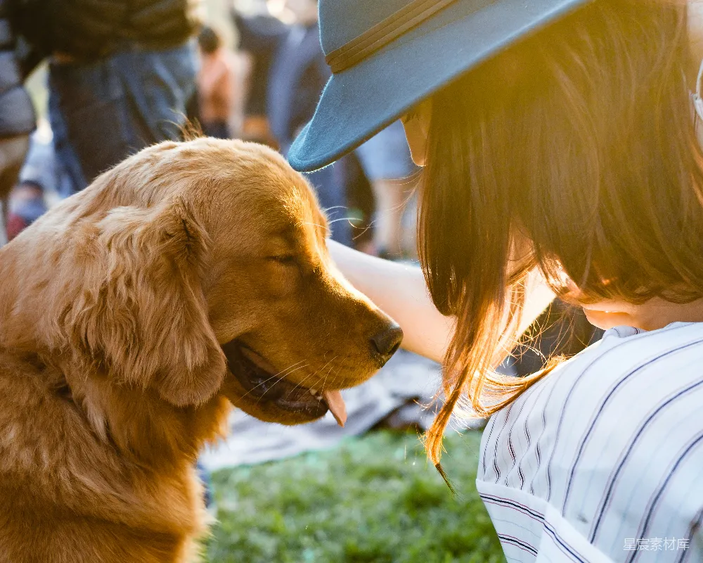 高清摄影  女性手持成年金毛猎犬的特写摄影