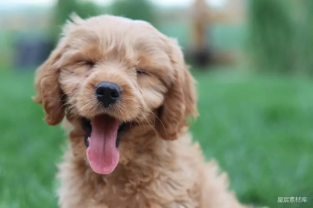 高清摄影  金毛猎犬幼犬