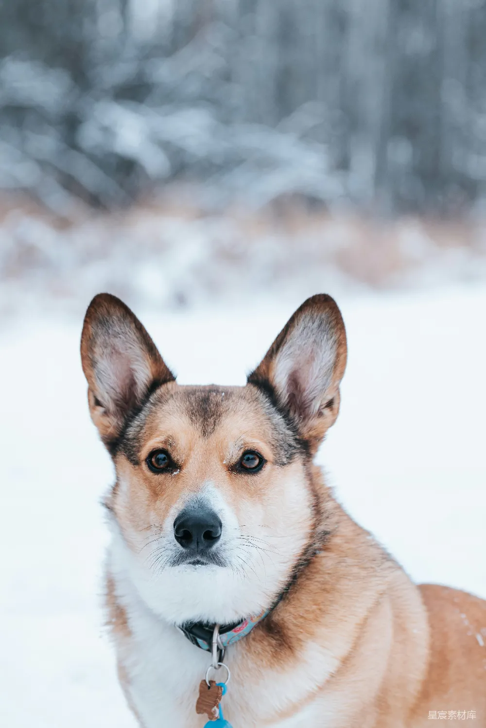 高清摄影  一只狗在雪林中