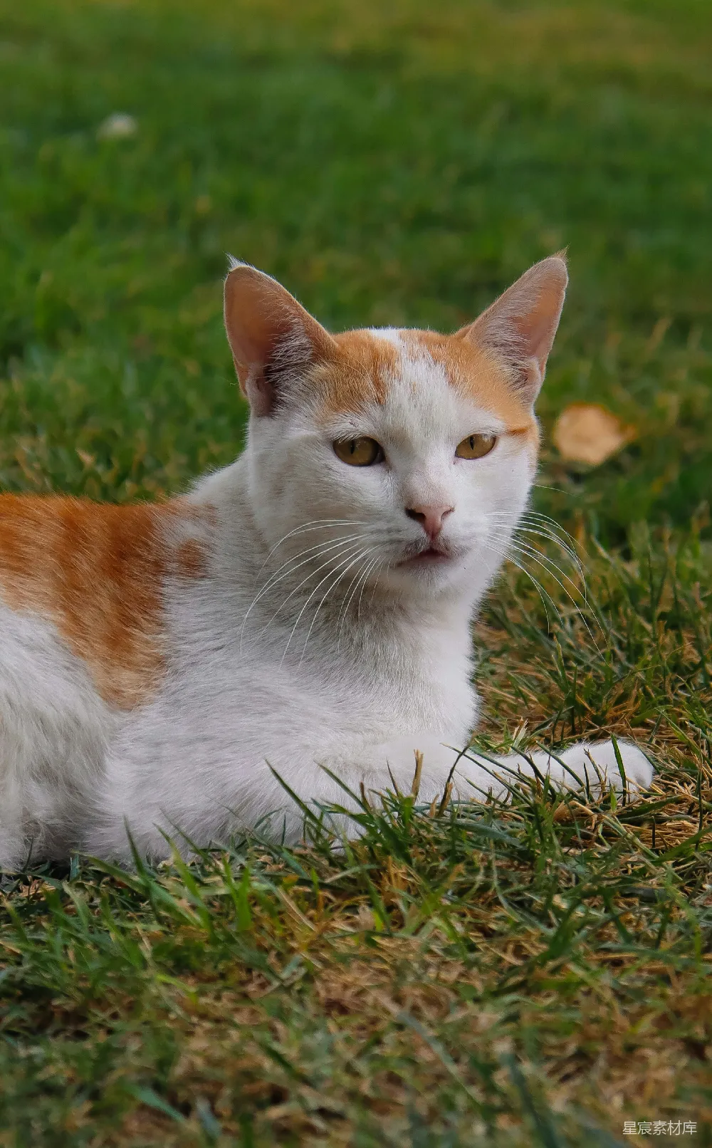 高清摄影  一只橙白相间的猫躺在草地上。