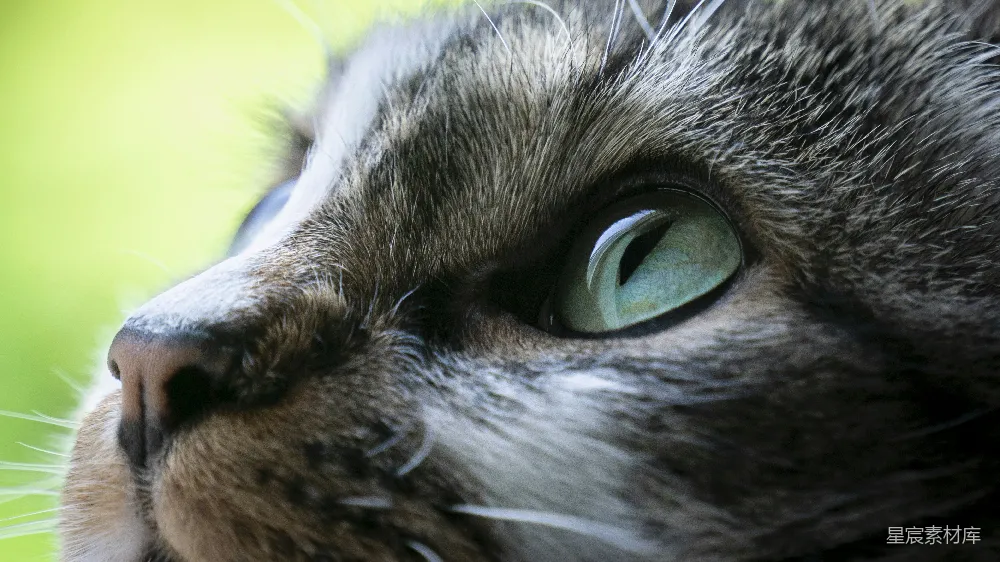 高清摄影  灰白相间的虎斑猫