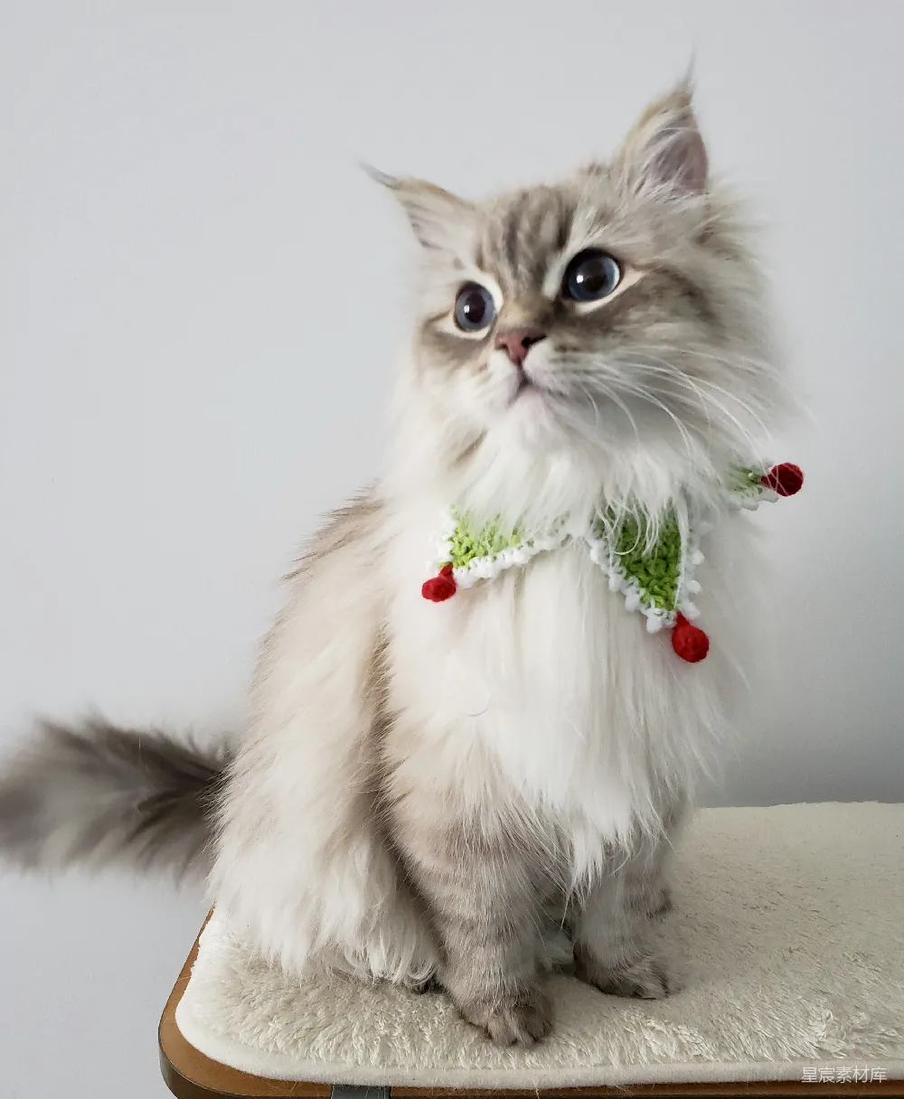 高清摄影  白色和棕色长毛猫，头上有一朵绿红玫瑰。