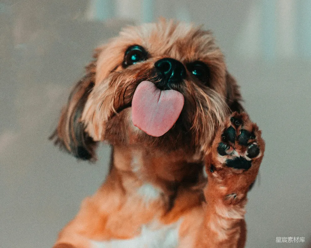 高清摄影  棕色和白色的小吉娃娃幼犬