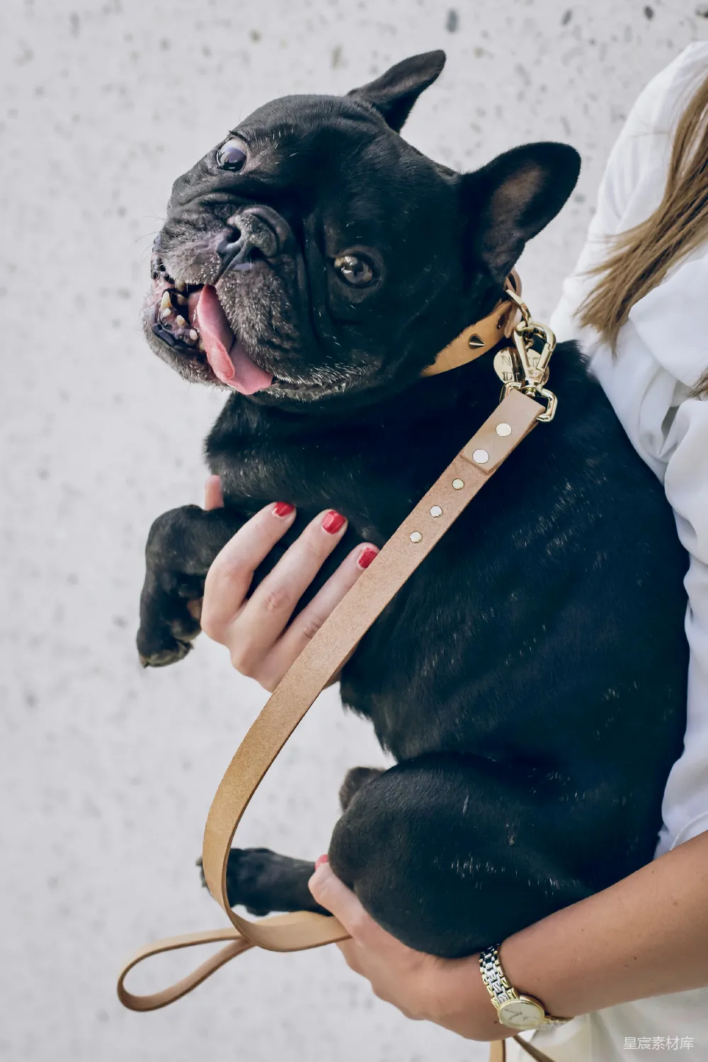 高清摄影  抱着黑色法国斗牛犬的女人