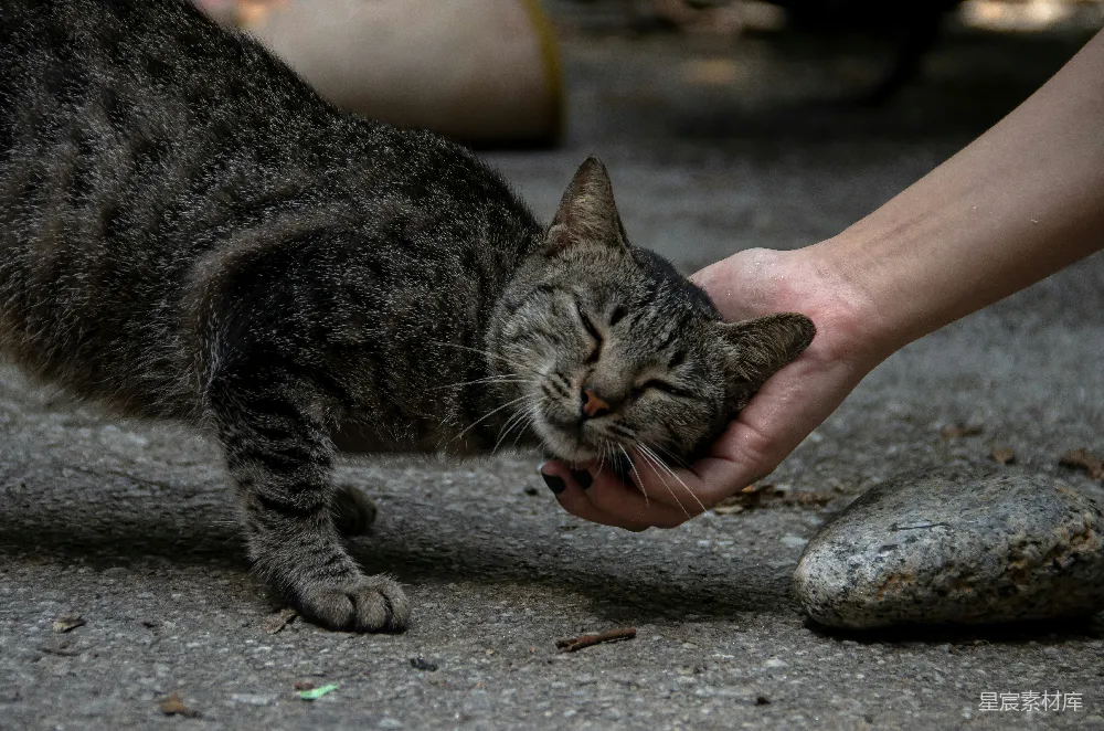 高清摄影  一只手在抚摸一只猫