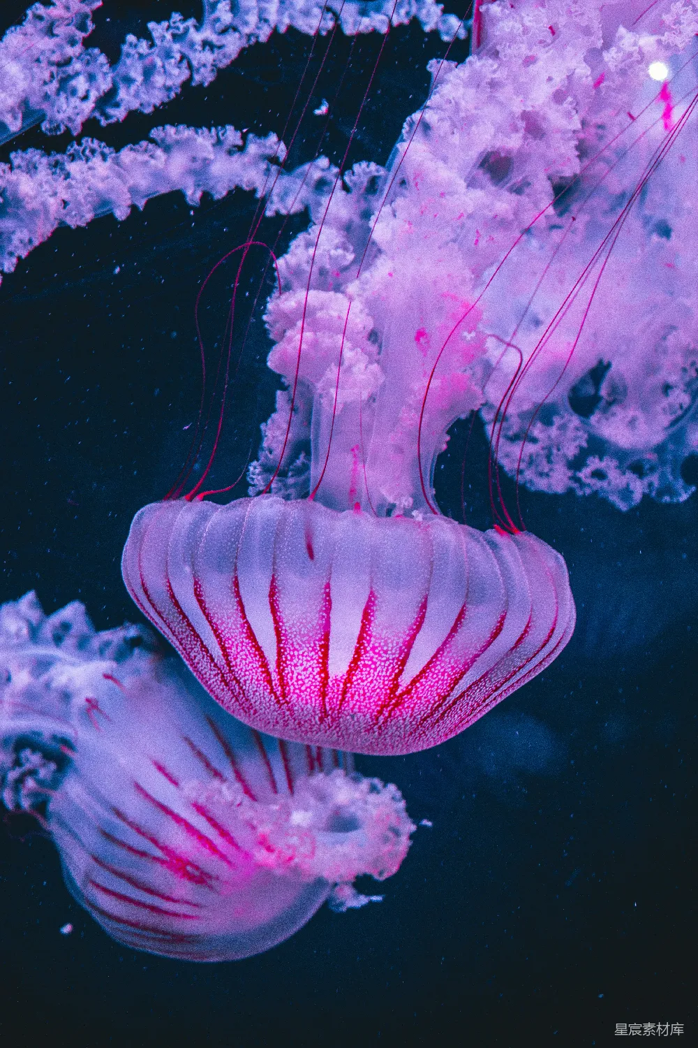 高清摄影  水中粉白相间的水母