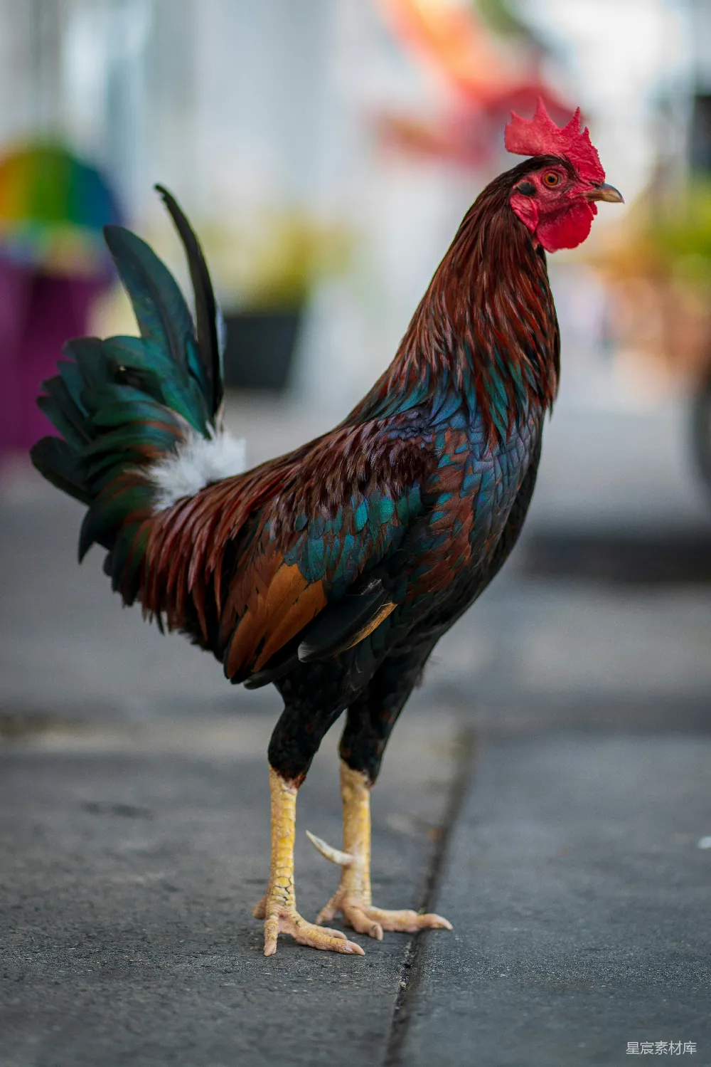 高清摄影 旅行 自然 红黑绿三色公鸡