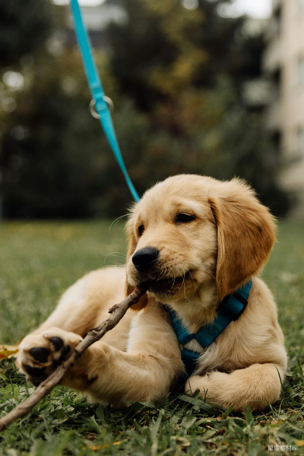 高清摄影  金毛猎犬幼犬正在户外咬一根棍子。