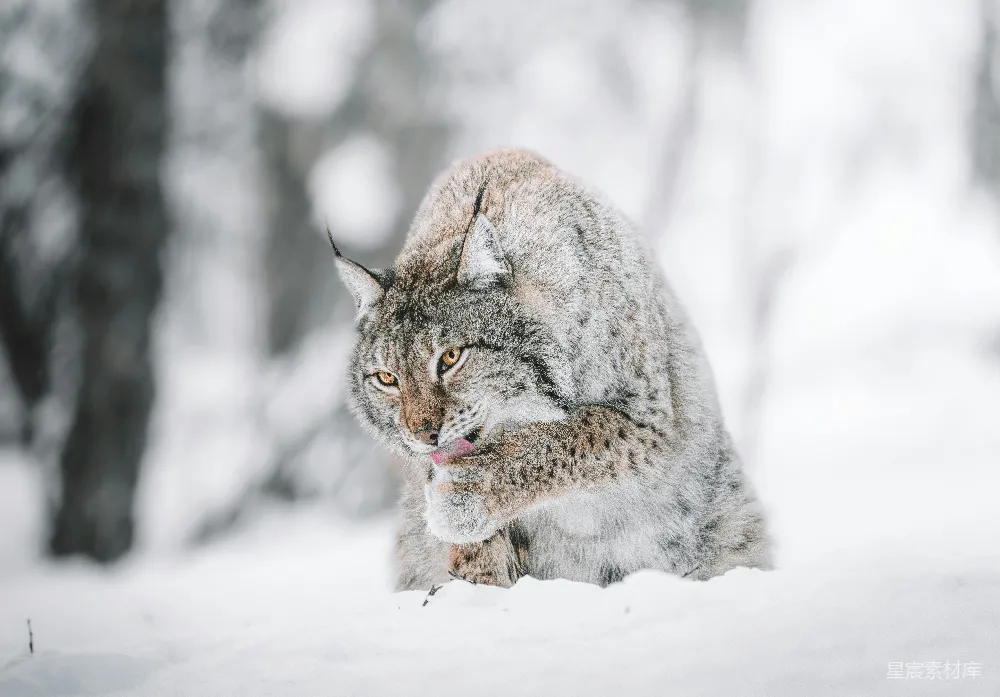 高清摄影 自然 旅行 壁纸 棕色和黑色的猫在积雪覆盖的地面上