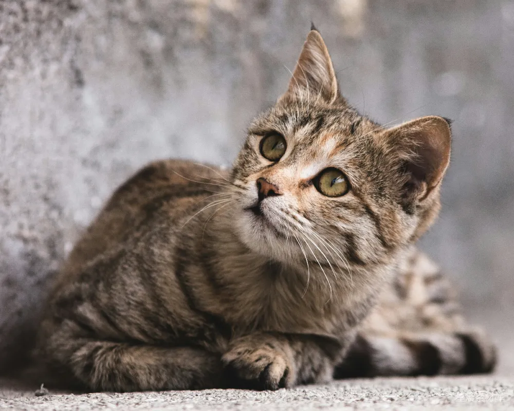 高清摄影 壁纸 自然 棕色虎斑猫在积雪覆盖的地面上。