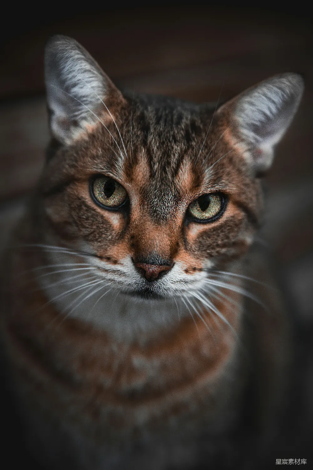 高清摄影  在特写摄影中，一只棕色虎斑猫