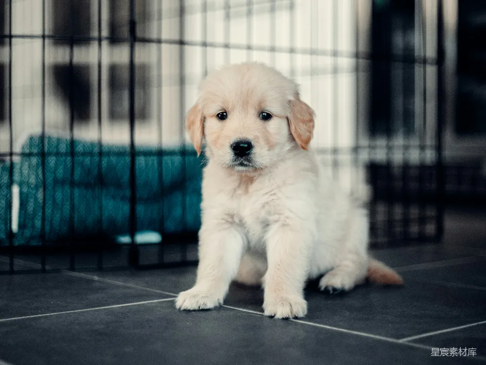 高清摄影  黑地板上的黄色拉布拉多幼犬