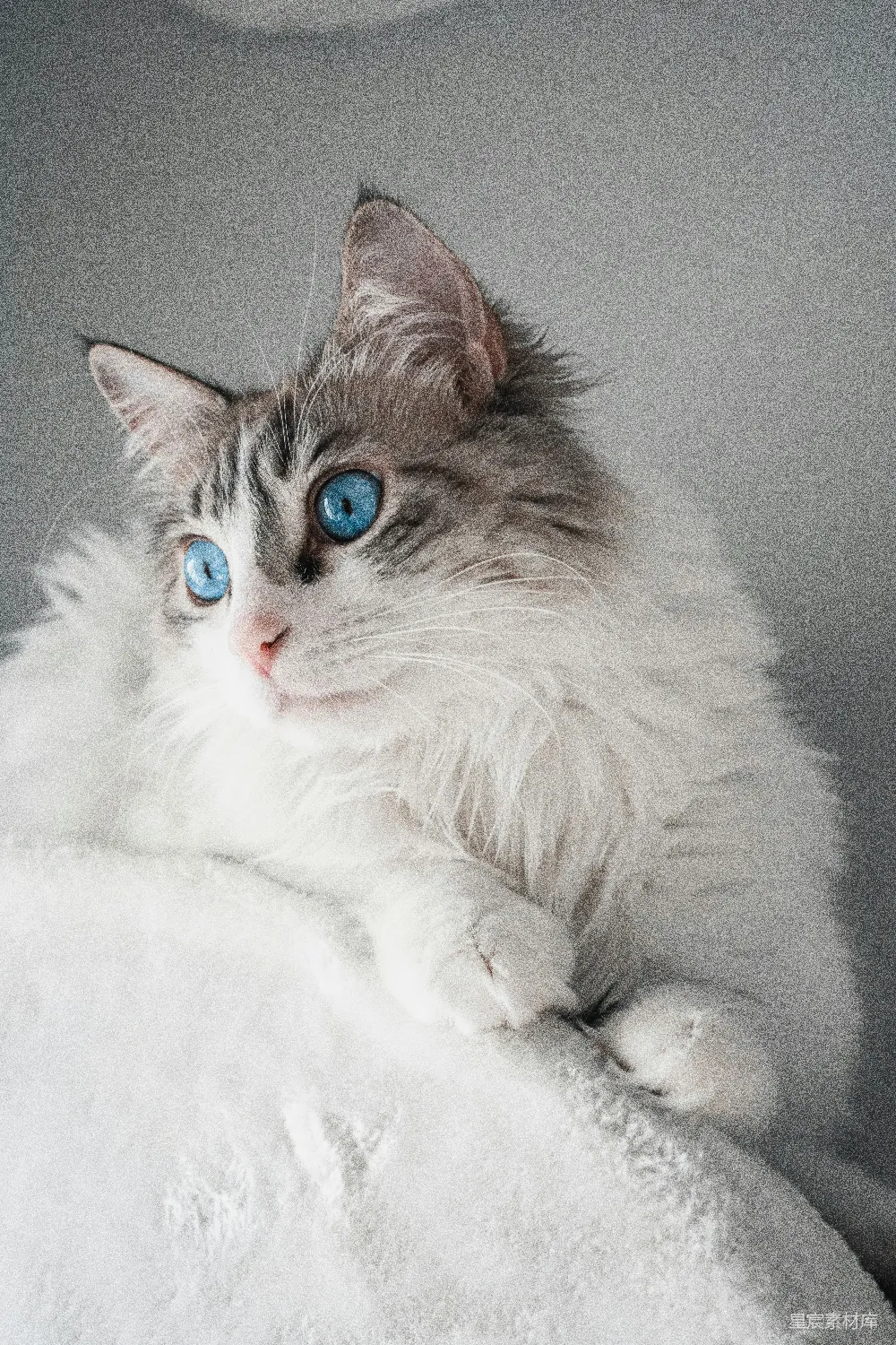 高清摄影 自然 白棕色长毛猫