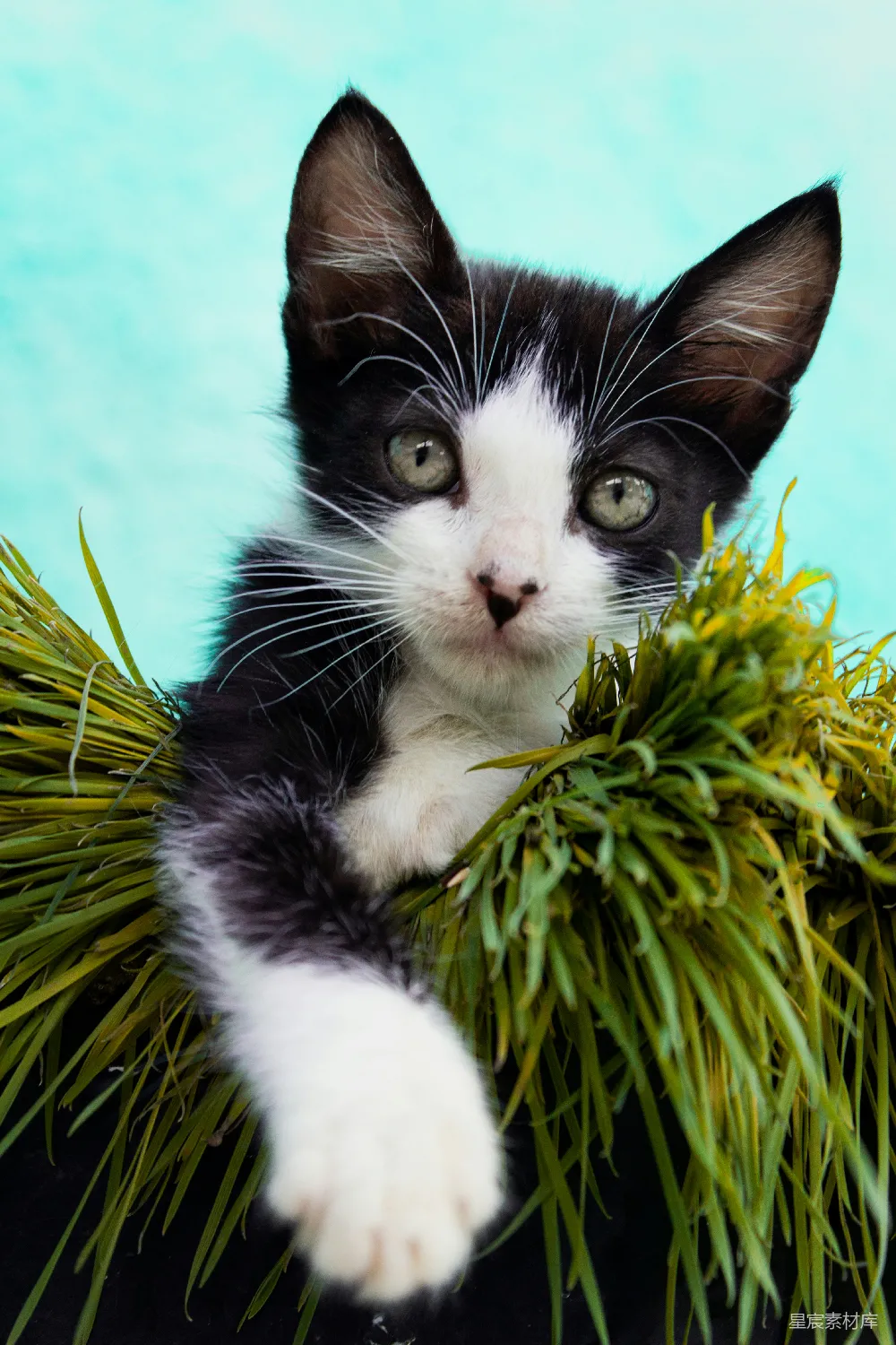 高清摄影  穿燕尾服的猫在绿色植物上