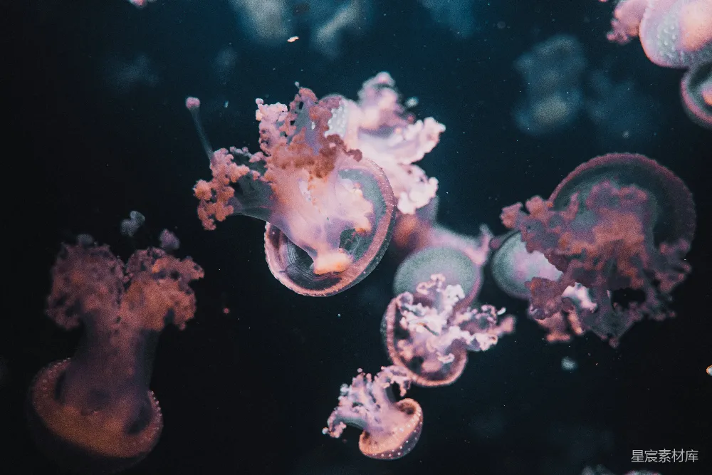 高清摄影  水中的白紫色水母