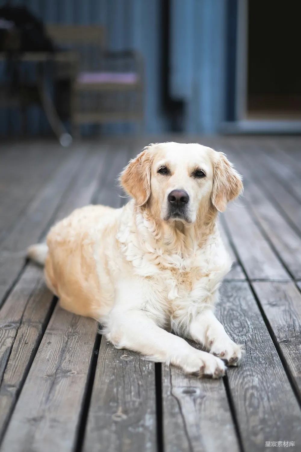 高清摄影  迷恋拉布拉多犬