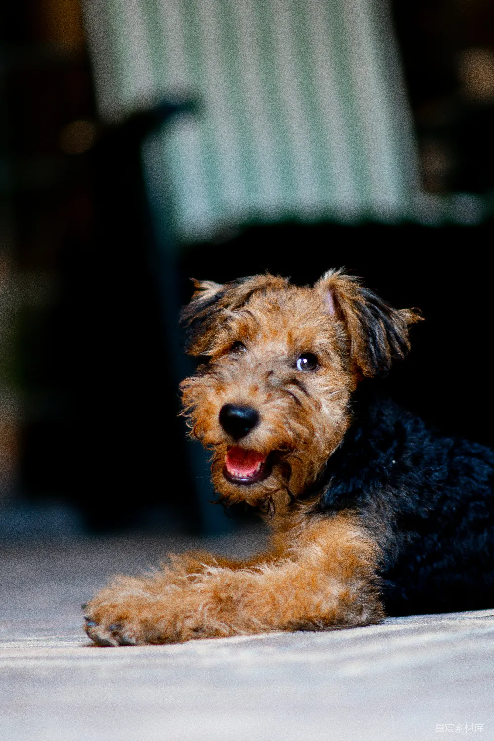高清摄影  黑棕相间的长毛中型犬