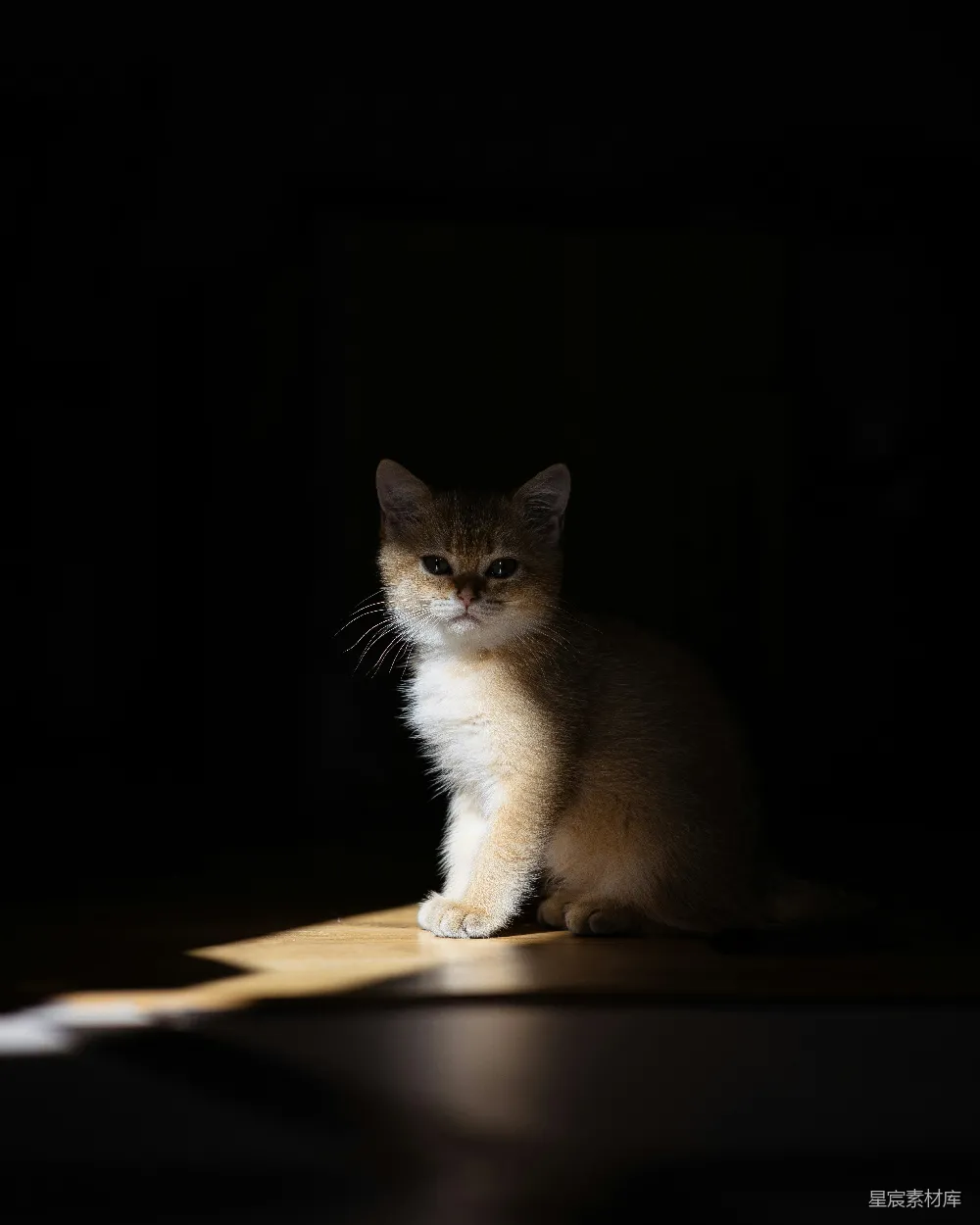 高清摄影 自然 一只猫在黑暗的地板上坐着。