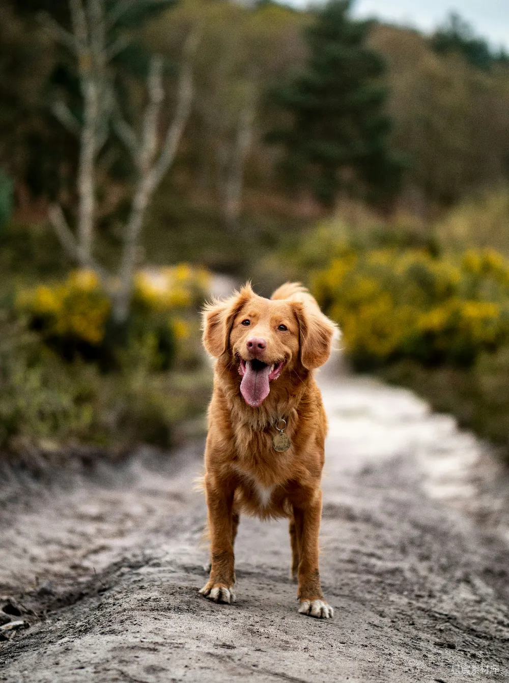 高清摄影  金毛寻回犬走在土路上