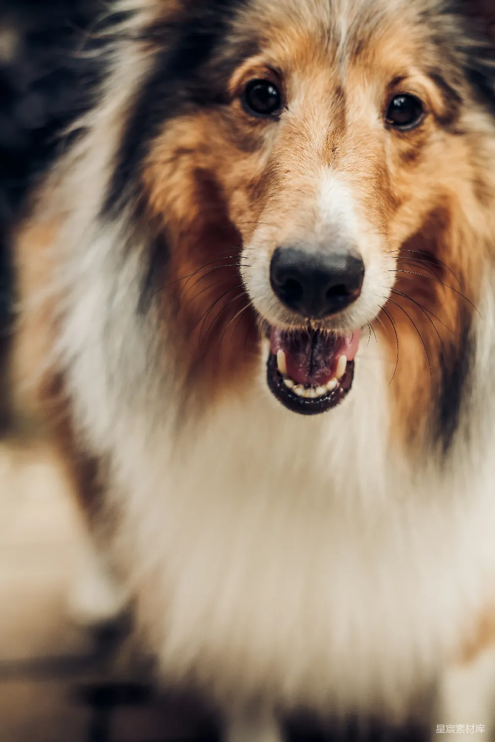 高清摄影  成年长毛白、棕、黑相间的谢尔特兰牧羊犬