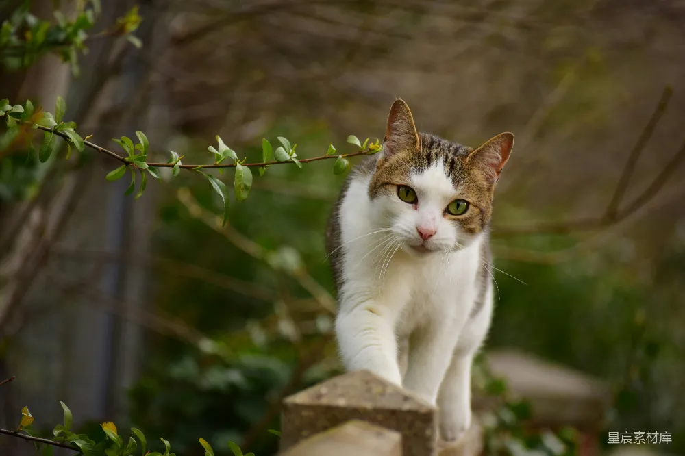 高清摄影  白棕相间的猫在棕色木栅栏上