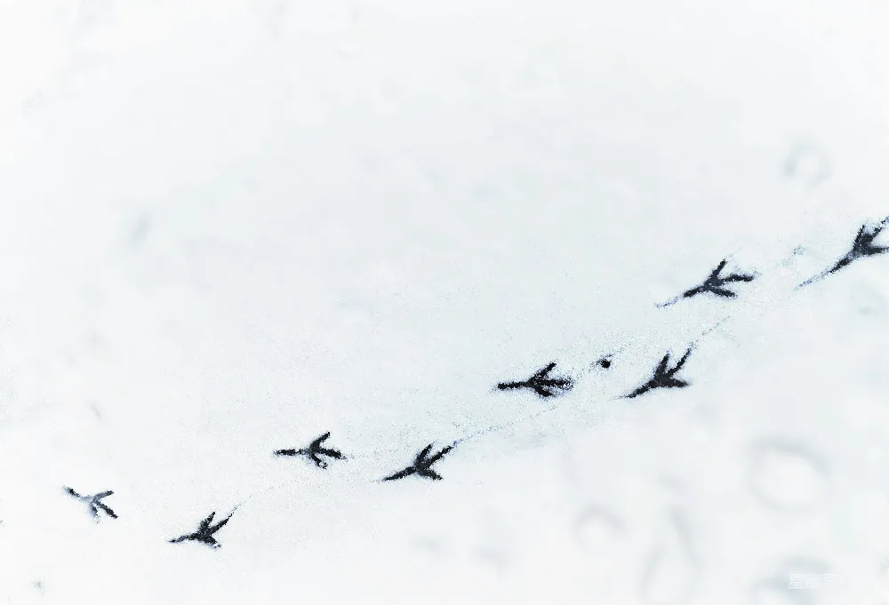 高清摄影  一群鸟儿在覆盖着积雪的地面上飞翔