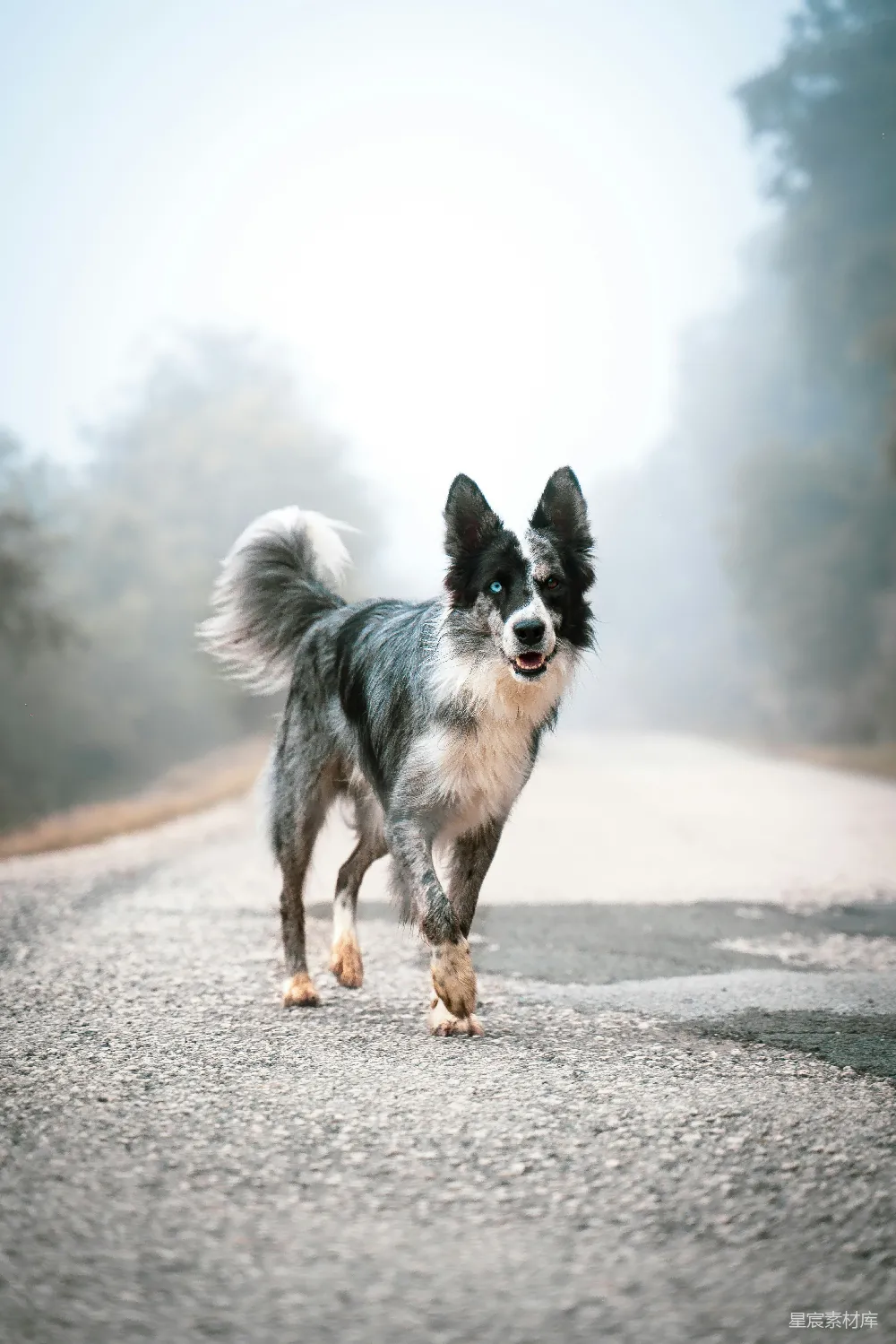 高清摄影 自然 白天，一条黑白相间的边境牧羊犬在路上奔跑。