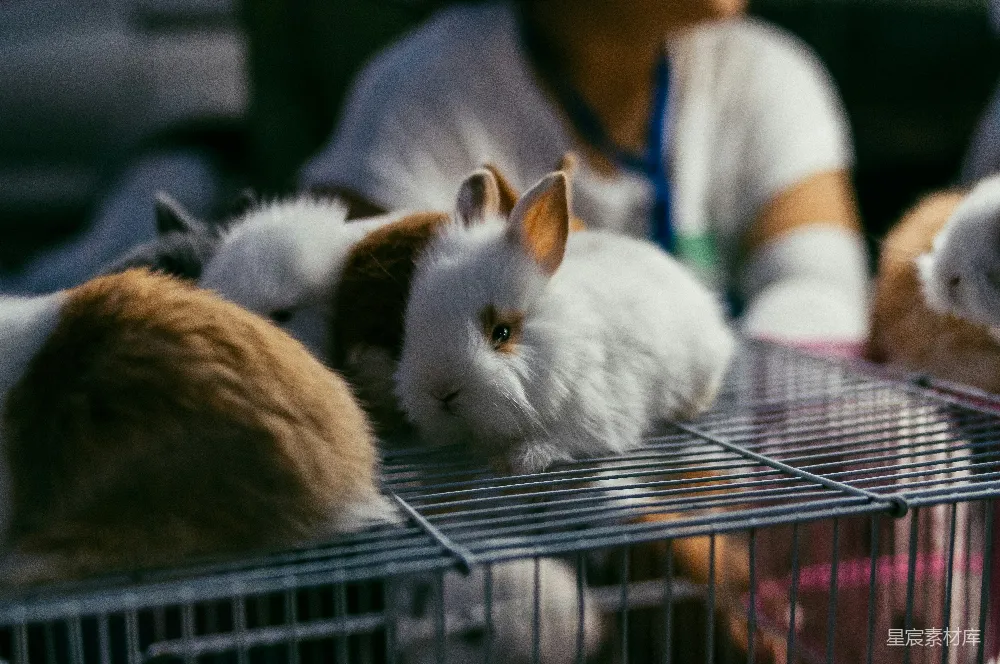 高清摄影  一群猫坐在笼子里。