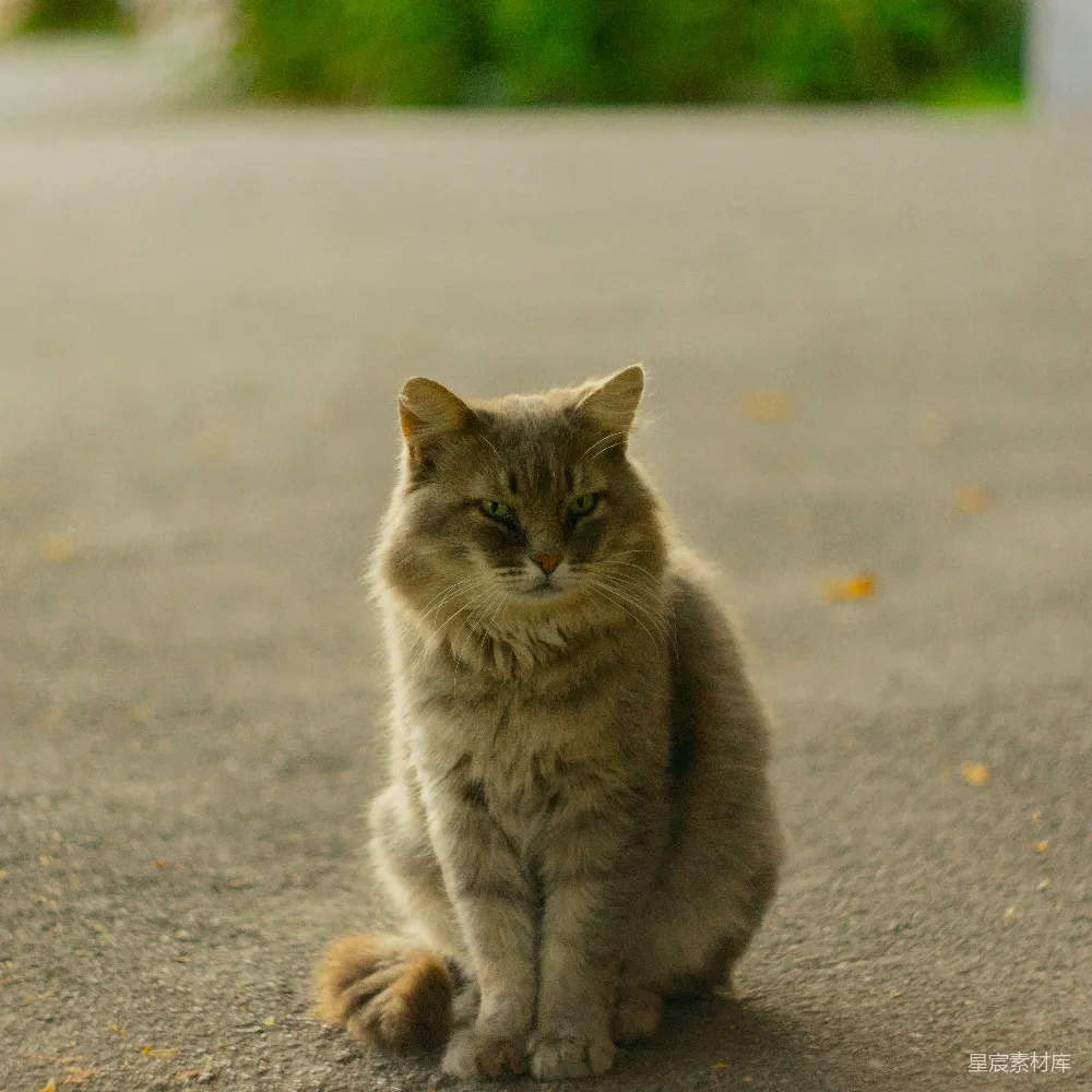 高清摄影  白天，一只灰褐色的猫停在灰色的混凝土路上。