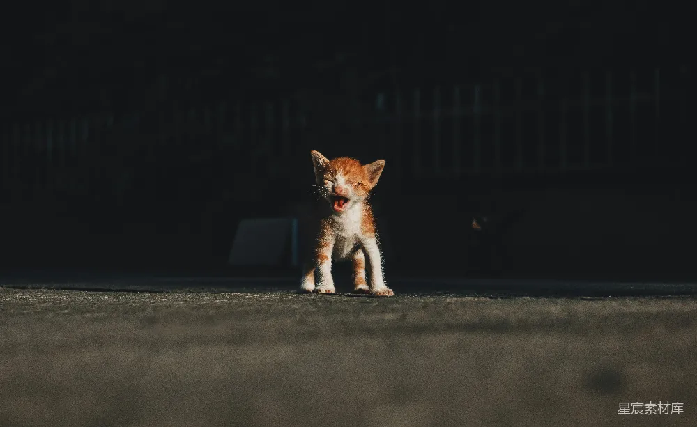 高清摄影  一只猫在道路上行走